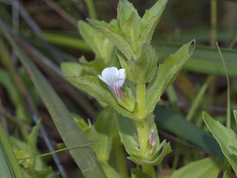 Image de Gratiola pubescens R. Br.