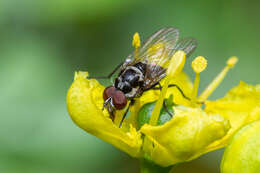 Imagem de Anthomyia quinquemaculata Macquart 1839