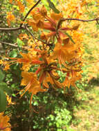 Image of orange azalea