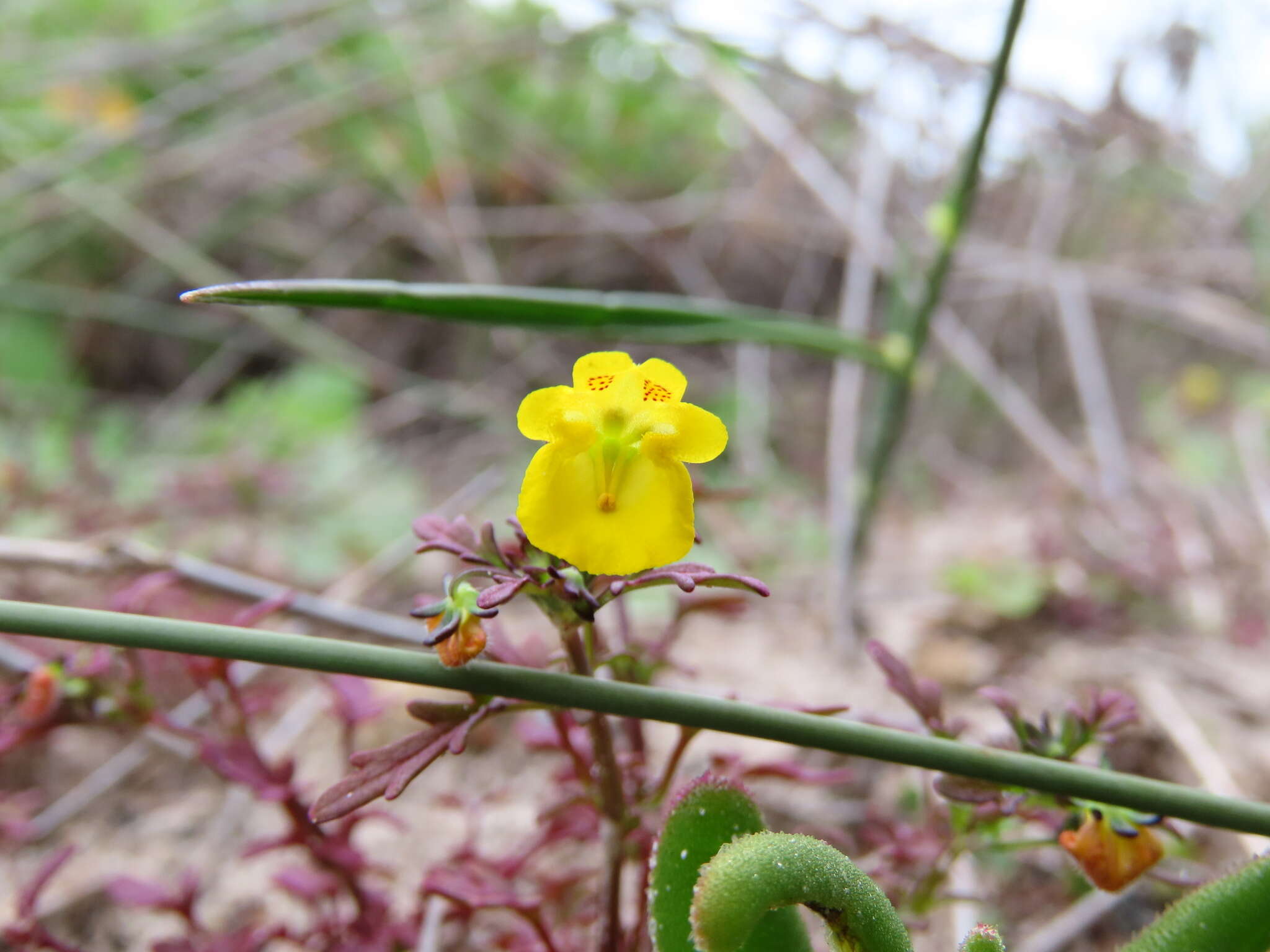 Imagem de Hemimeris sabulosa L. fil.