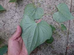 Dioscorea convolvulacea Cham. & Schltdl. resmi