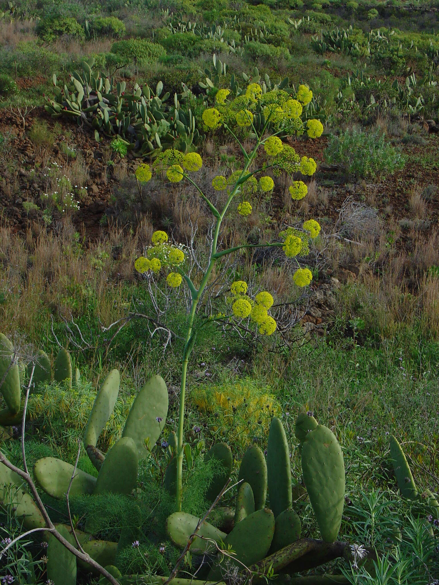 Image of Ferula communis subsp. linkii (Webb) Reduron & Dobignard