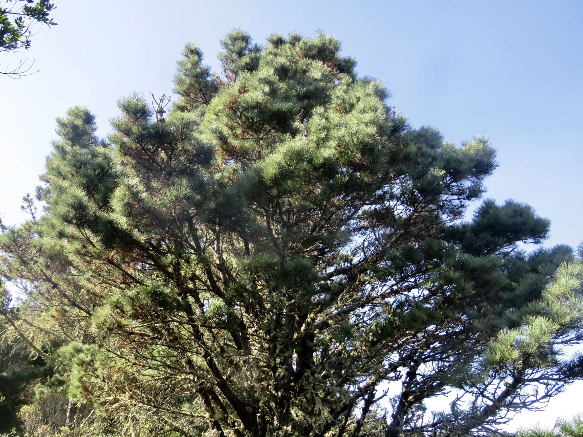 Image of Bishop pine