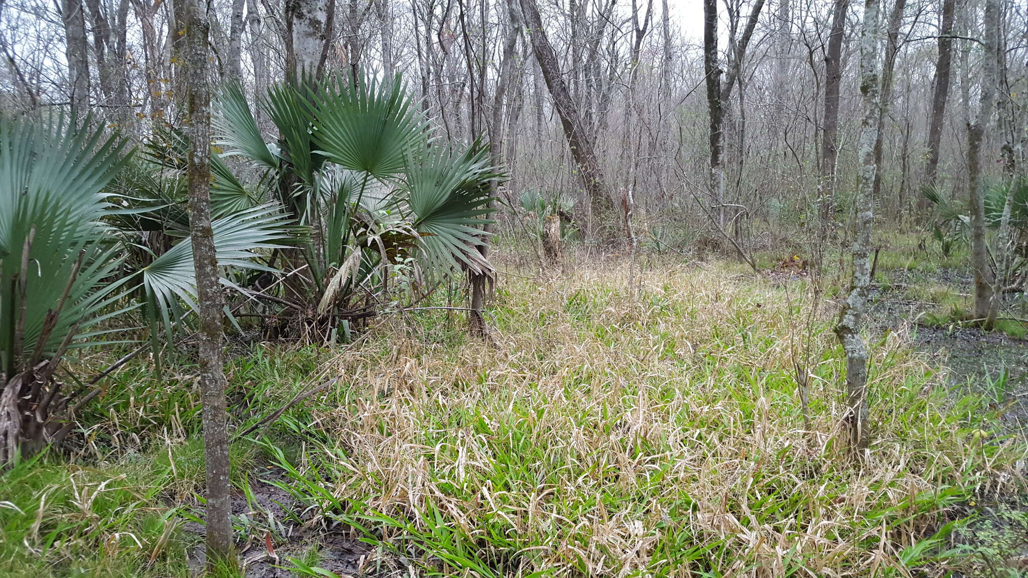 Image of Savannah-Panic Grass