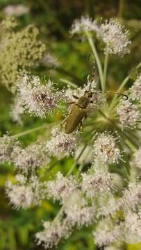 Image of Lepturobosca virens (Linné 1758)