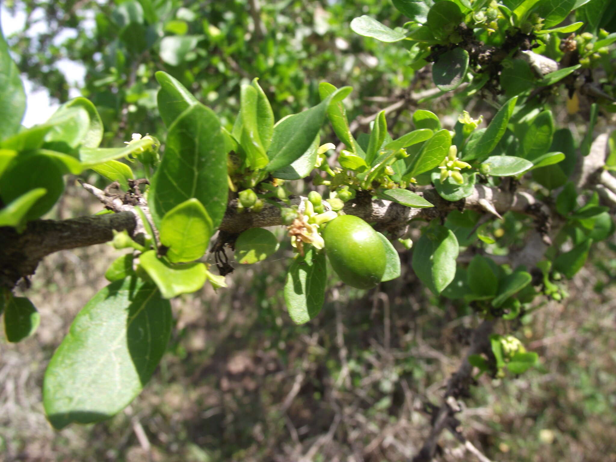 Image of Canthium spinosum (Klotzsch ex Eckl. & Zeyh.) Kuntze