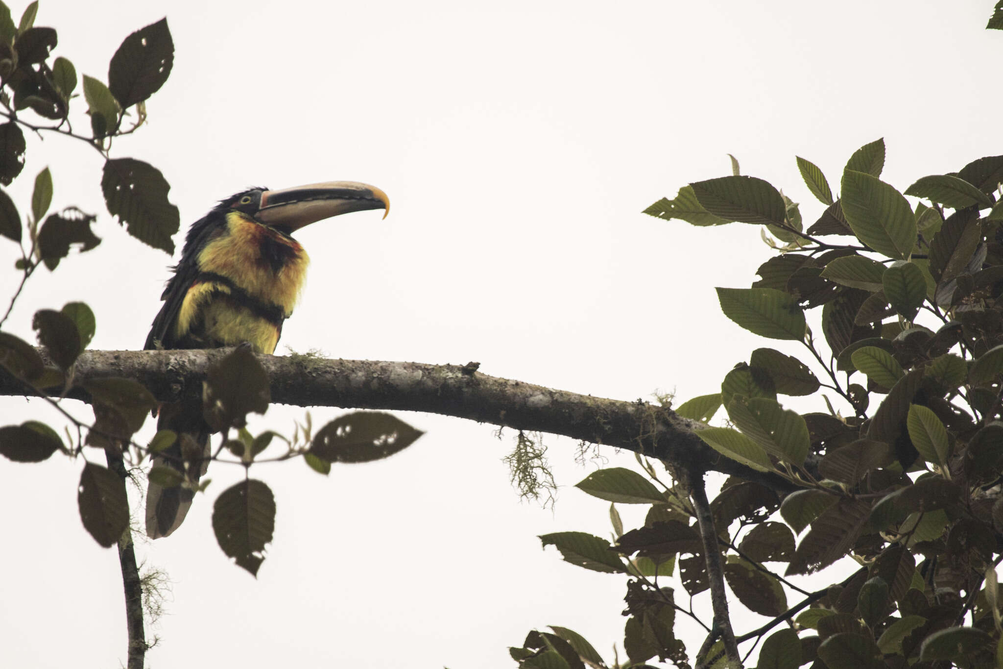 صورة <i>Pteroglossus torquatus erythropygius</i>