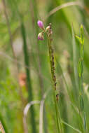 Drosera filiformis var. tracyi (Macf. ex Diels) Diels的圖片