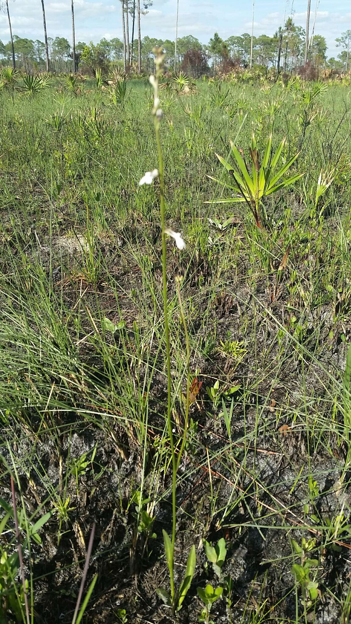 Imagem de Lobelia paludosa Nutt.