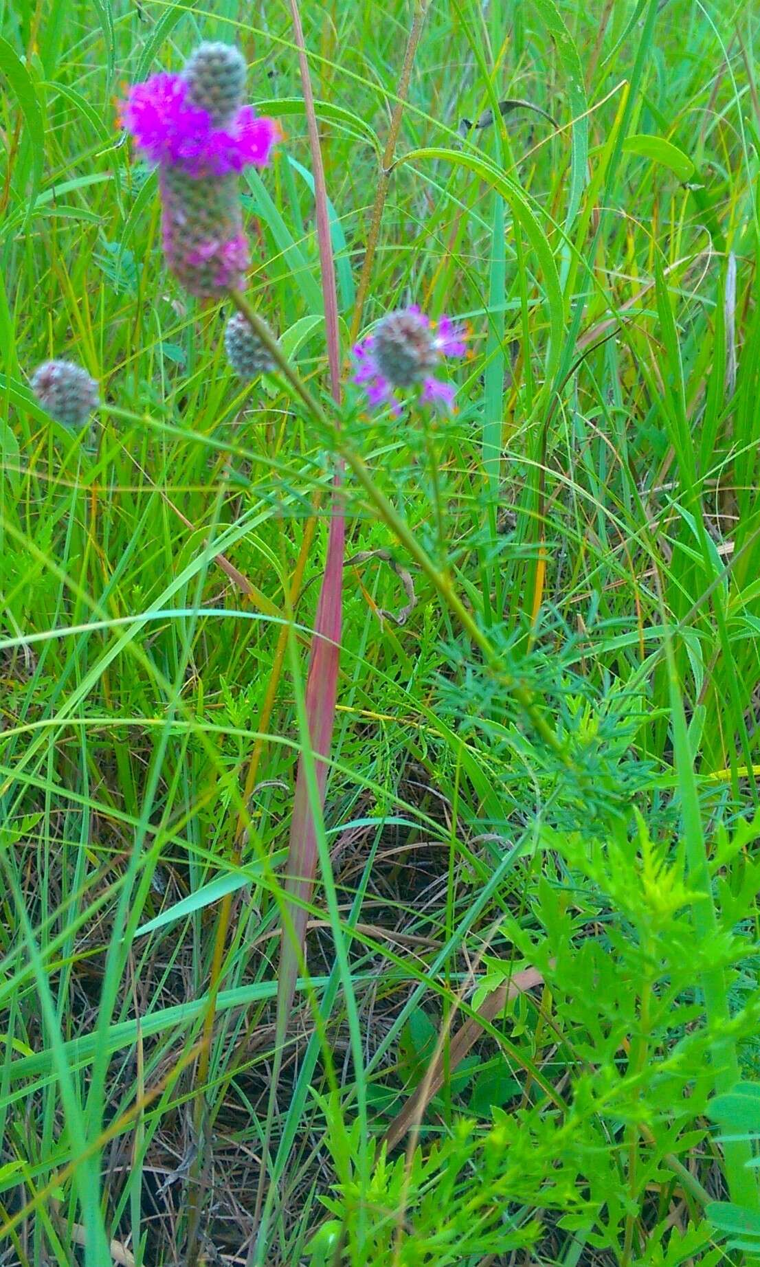 Image of purple prairie clover