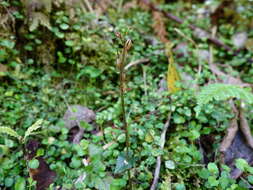 Acianthus sinclairii Hook. fil.的圖片