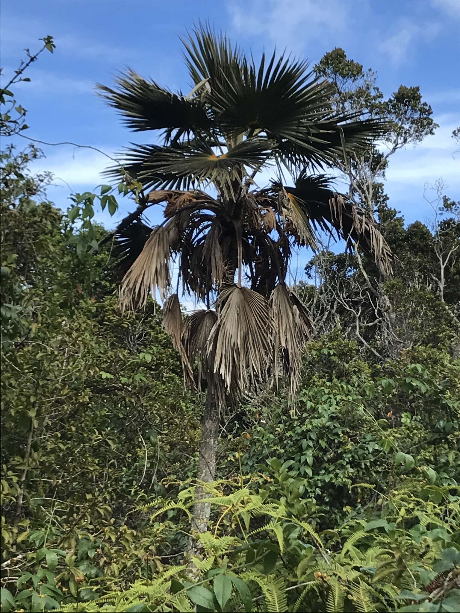 Pritchardia minor Becc.的圖片