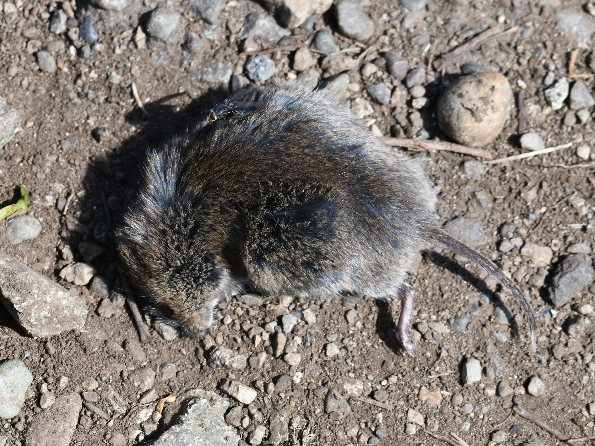 Image of Townsend's Vole