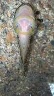 Image of Mexican clingfish