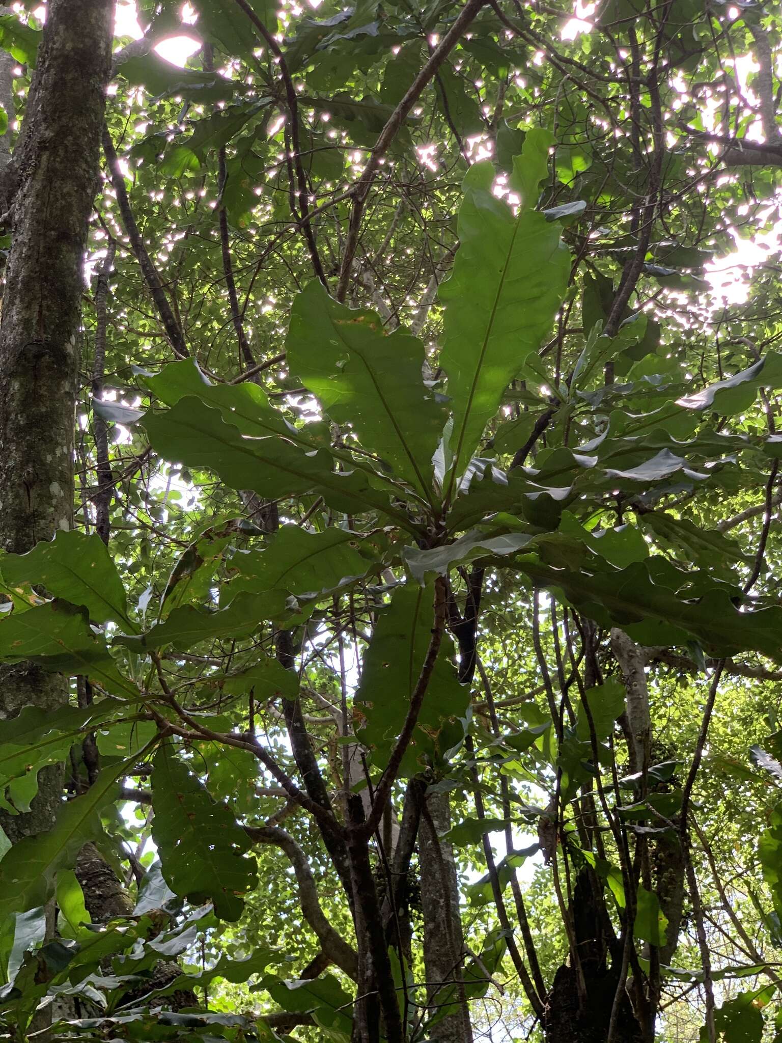 Image de Anthocleista grandiflora Gilg