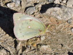 Image of Orange Sulphur