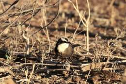 Image of Hall's Babbler