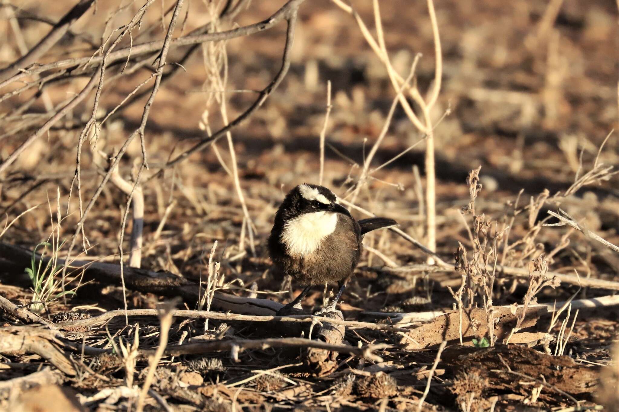 Image of Hall's Babbler