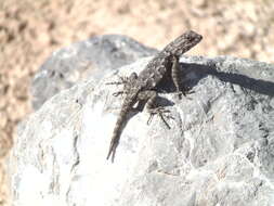 Sceloporus cautus Smith 1938 resmi