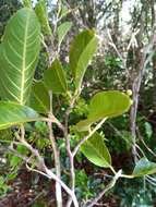 Image of Rhopalocarpus similis Hemsl.