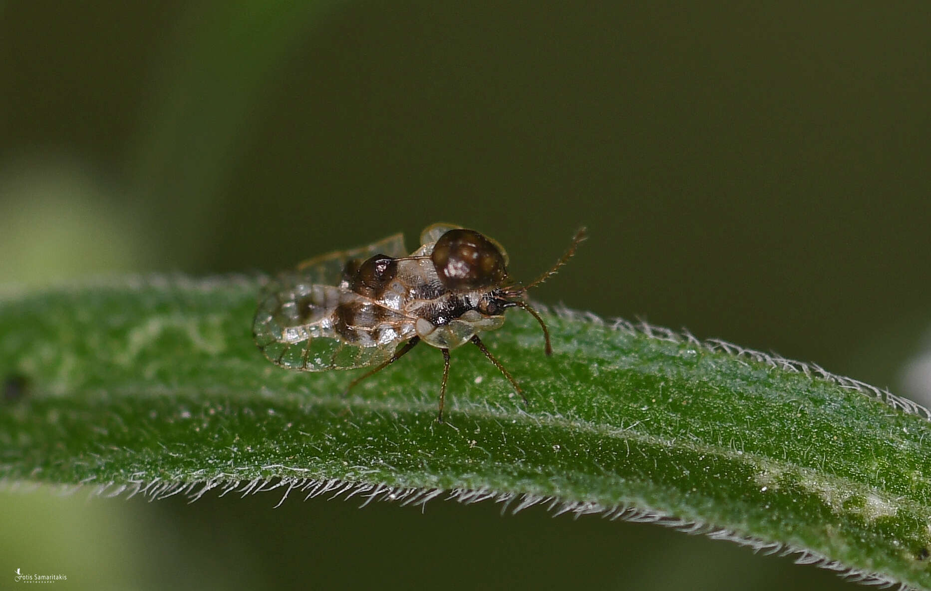 Image of Galeatus scrophicus Saudners 1876