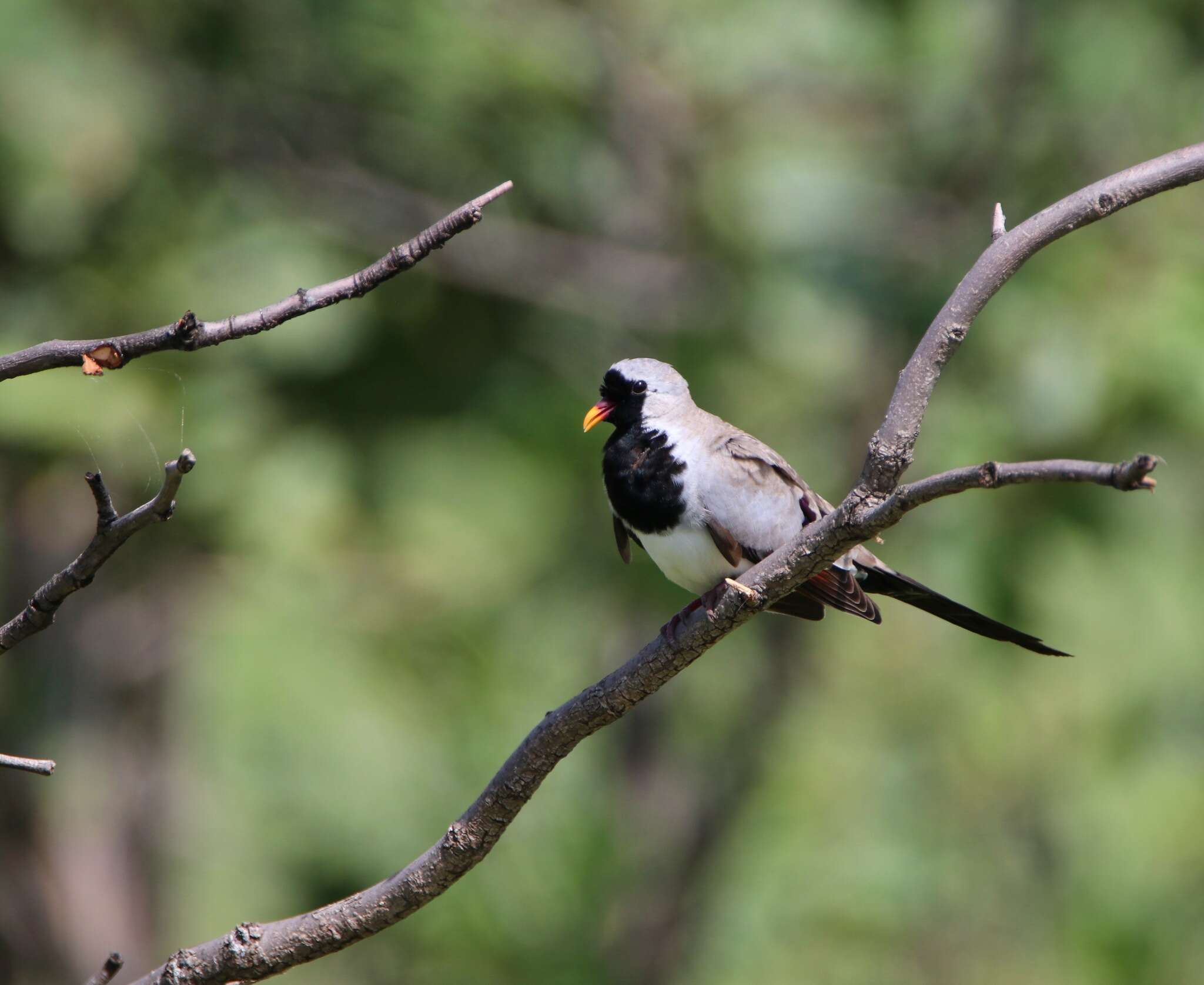 Image of Oena capensis capensis (Linnaeus 1766)