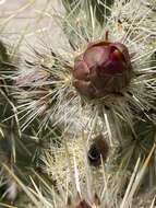 Image of Cylindropuntia sanfelipensis (Rebman) Rebman