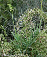 Image of Fence Aloe