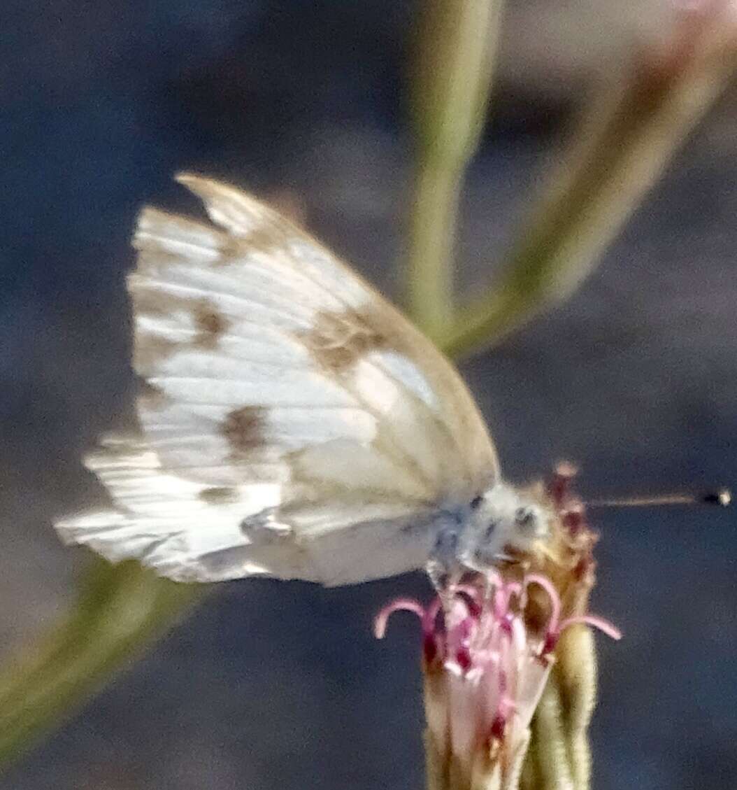 Слика од Pontia beckerii (Edwards 1871)