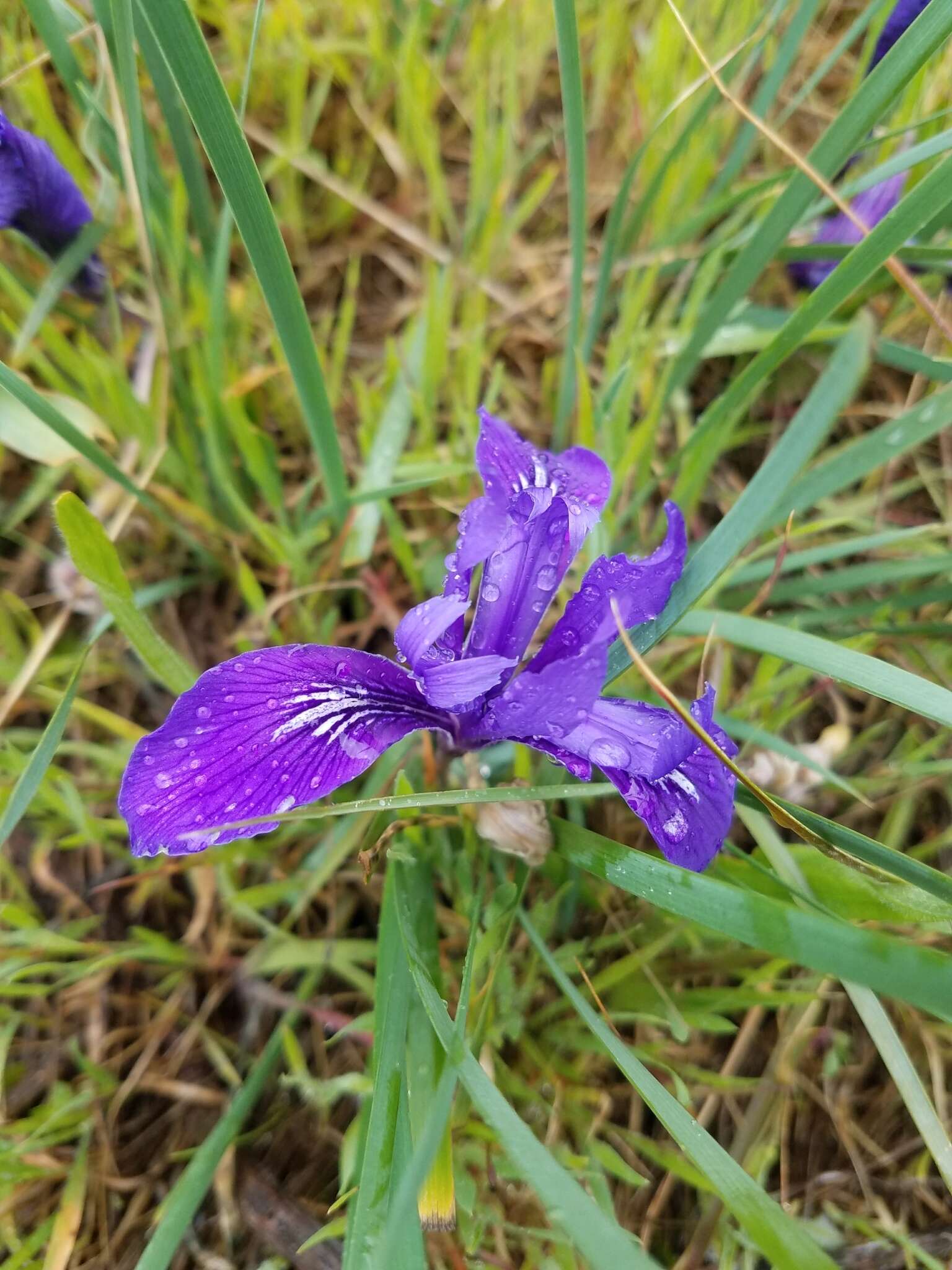 Image of bowltube iris