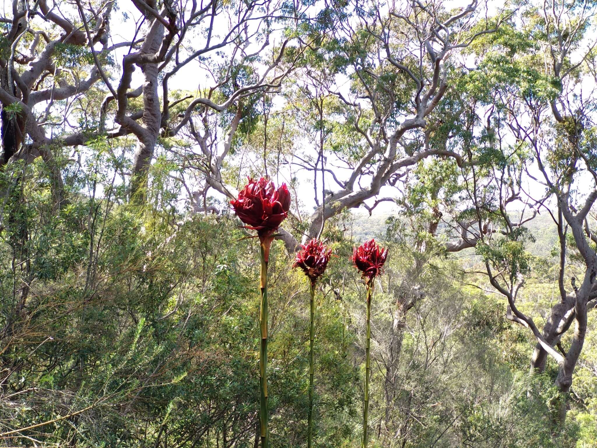 Doryanthes excelsa Corrêa resmi