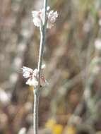 Image of wand buckwheat