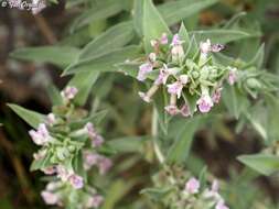 Слика од Stachys palaestina L.