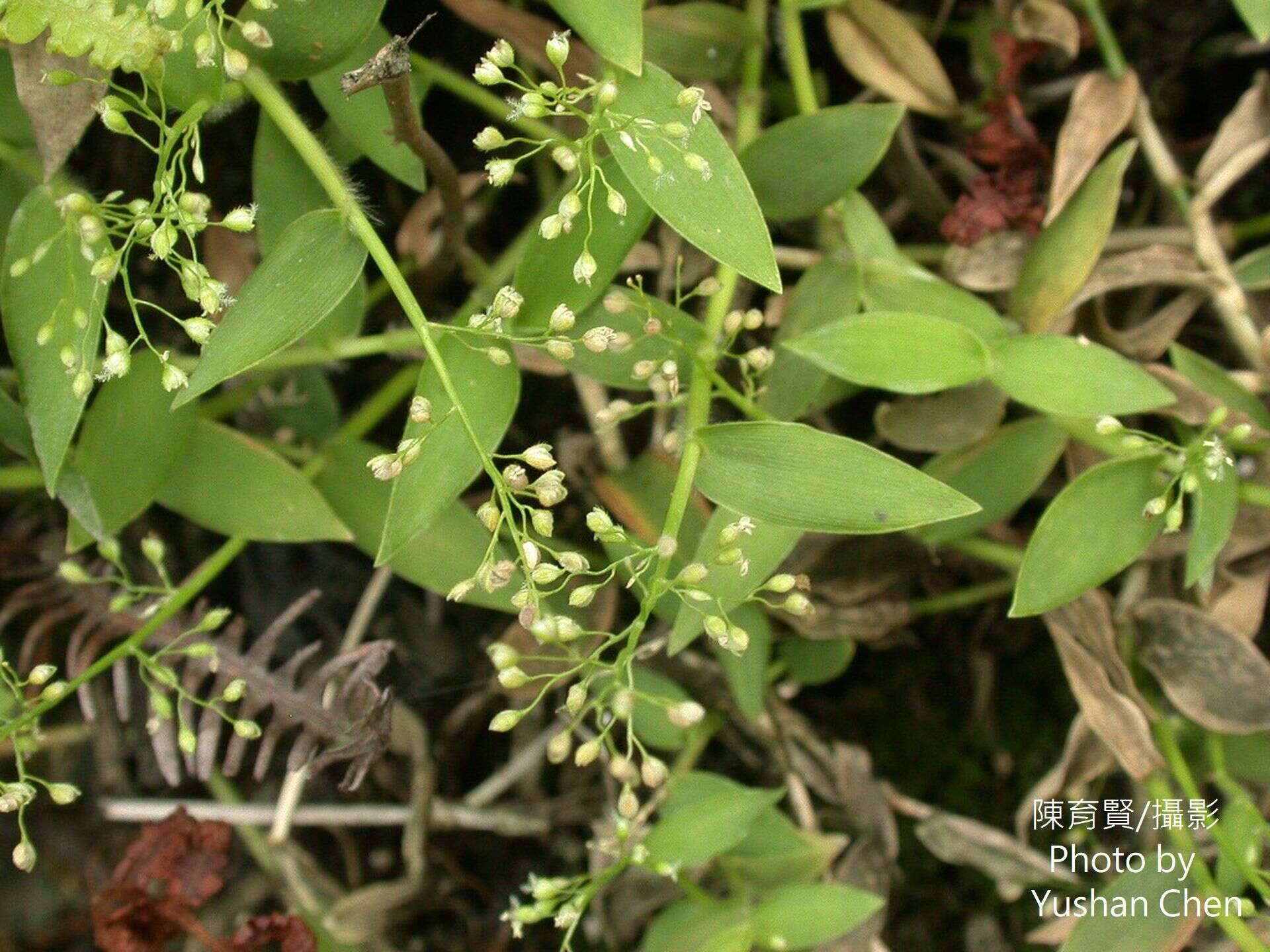 Image of Isachne myosotis Nees