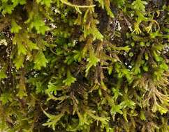 Image of forsstroemia moss