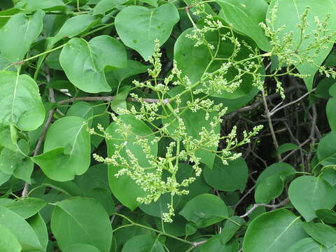 Imagem de Syringa reticulata subsp. amurensis (Rupr.) P. S. Green & M. C. Chang