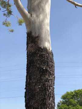 Image of Corymbia tessellaris (F. Müll.) K. D. Hill & L. A. S. Johnson