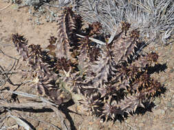 Image of Ceropegia mammillaris (L.) Bruyns