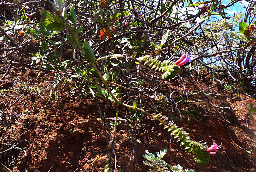 Echium stenosiphon Webb的圖片