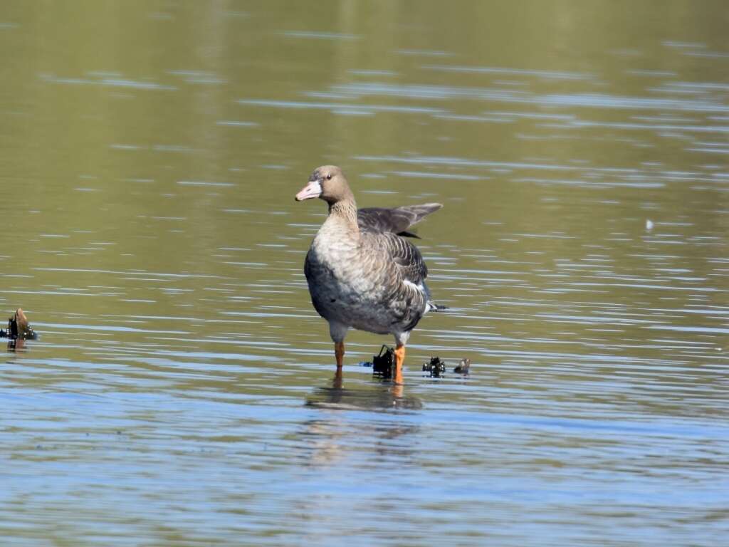 Image of Eurasian White-fronted Goose