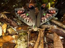 Image of Peacock katydid