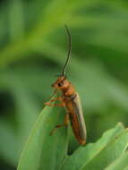 Image of Leafy Spurge Stem Boring Beetle