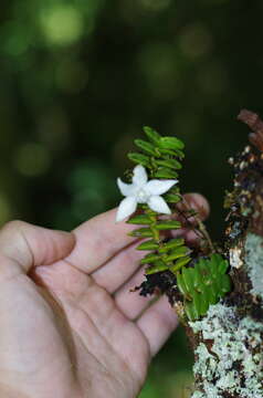 Imagem de Angraecum oblongifolium Toill.-Gen. & Bosser