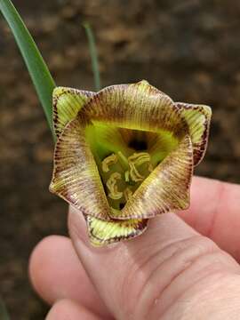 Image of Fritillaria acmopetala Boiss.