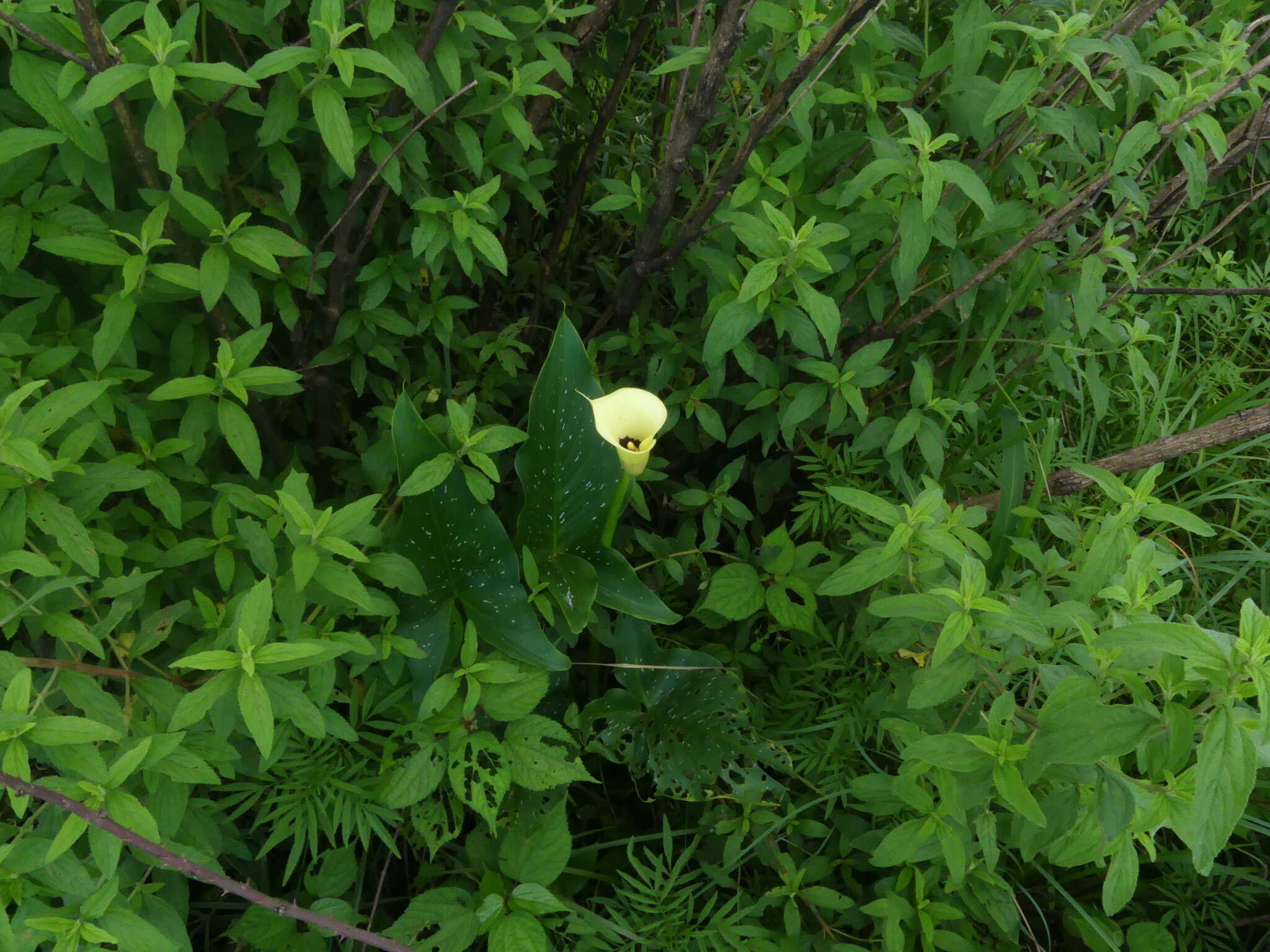 Image of spotted calla lily