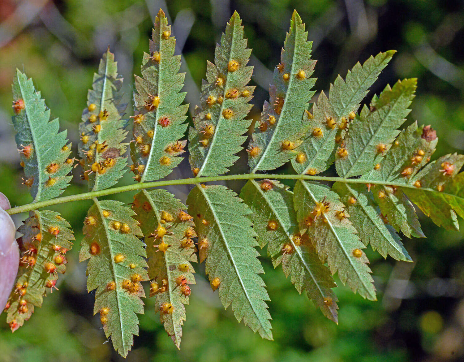 Image of Gymnosporangium cornutum Arthur ex F. Kern 1911