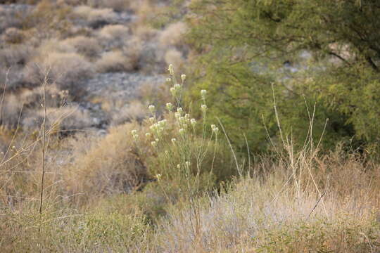 Слика од Thelypodium integrifolium subsp. complanatum Al-Shehbaz