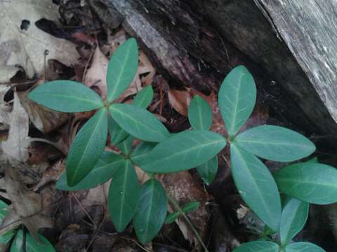 Image of Common Periwinkle