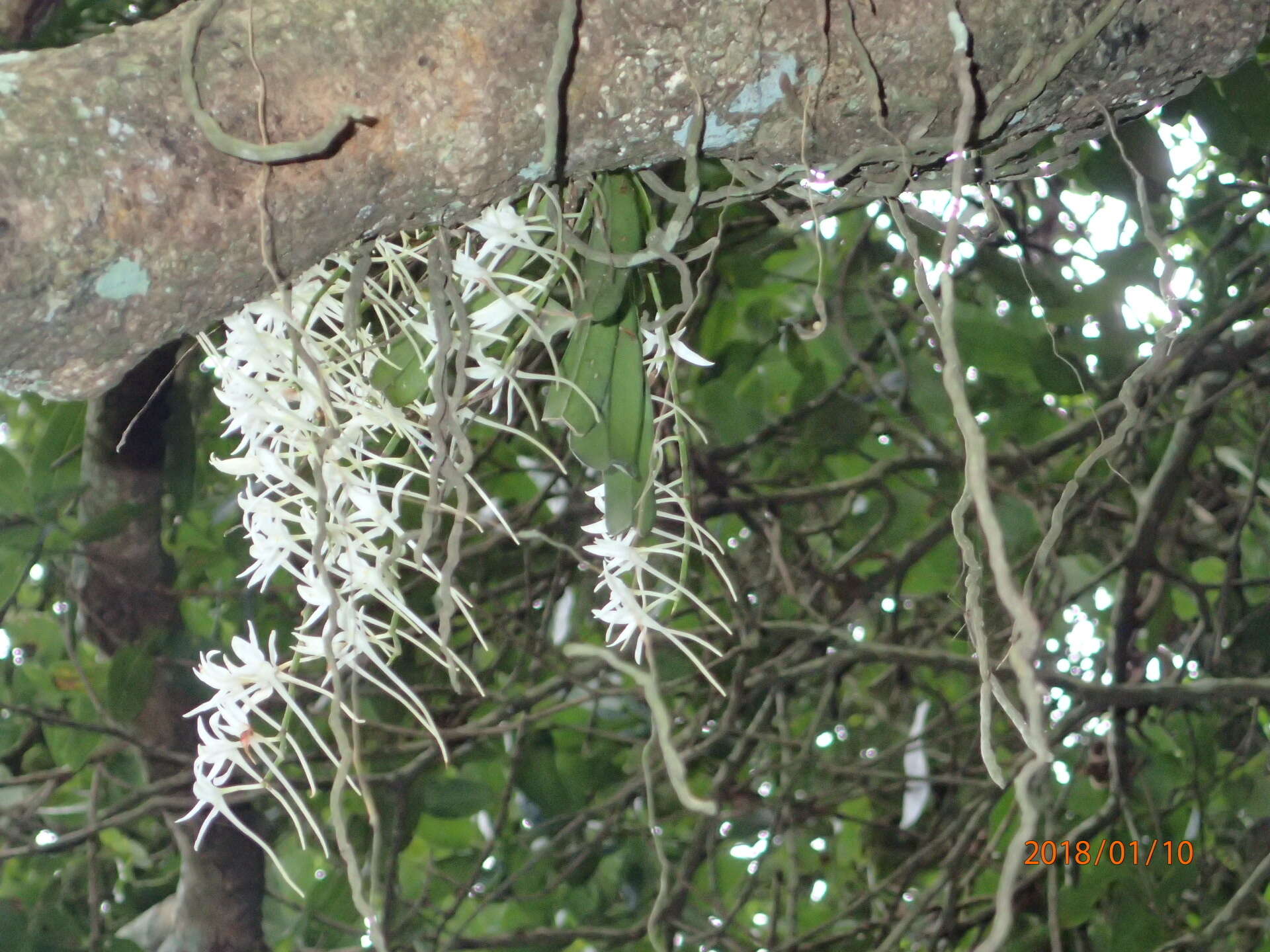 Mystacidium capense (L. fil.) Schltr. resmi