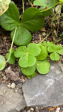 Image of red-flower woodsorrel